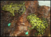 My Two Fire-Bellied Toads Chillin