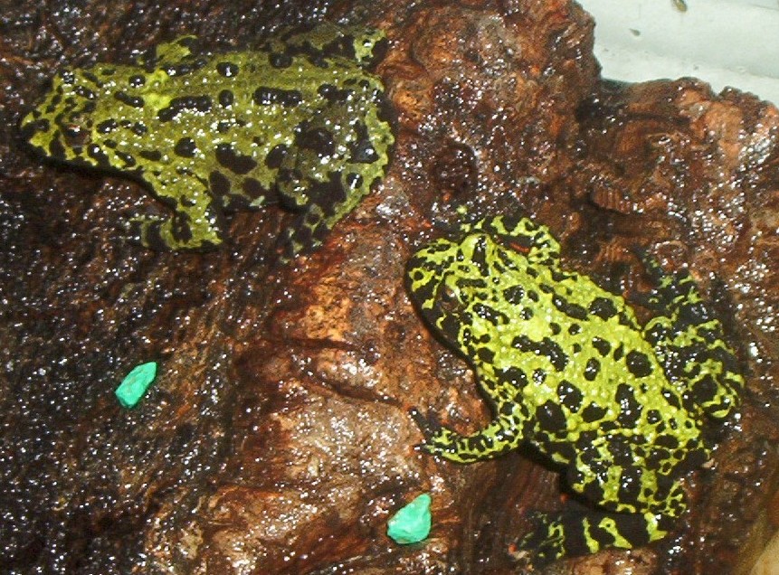 My Two Fire-Bellied Toads Chillin