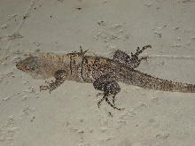 Lizard