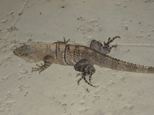 Lizard
