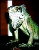 Zoogin