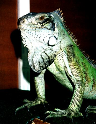 Zoogin