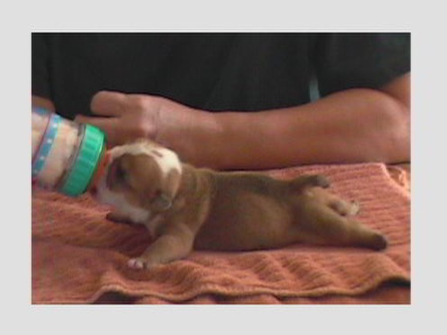 If you could condense cute...