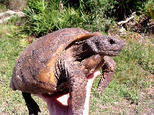 Gopher Tort