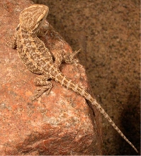 Baby Beardie