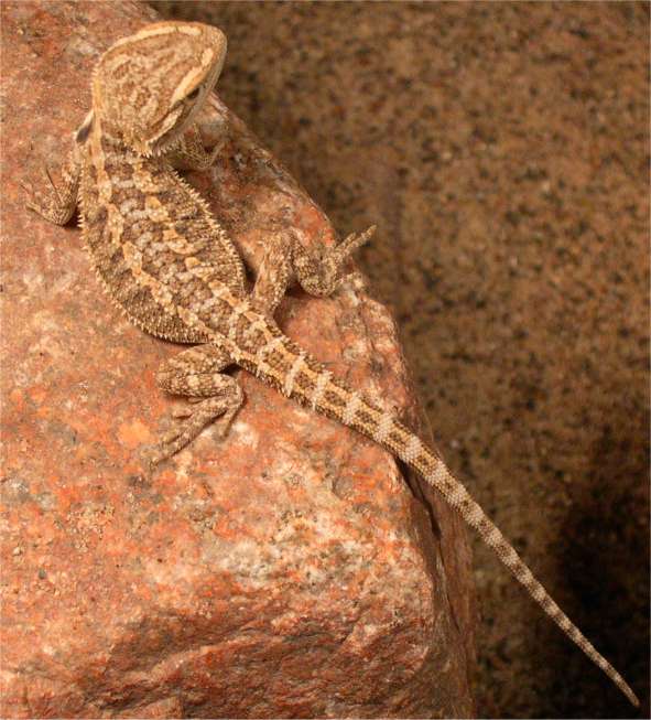 Baby Beardie