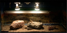Beardy Cage