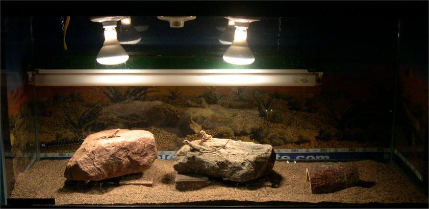 Beardy Cage