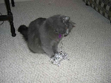 Cat Pulling Ribbon
