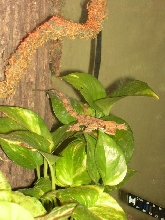 Flying gecko on Plant