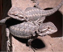 Two Shy Beardies