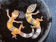 Baby Leos