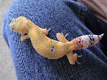 Baby #4