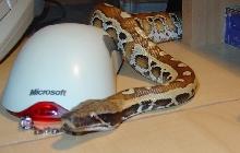 same snake after a soak