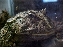 fat frog