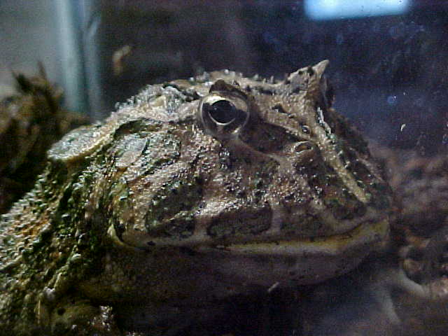 fat frog