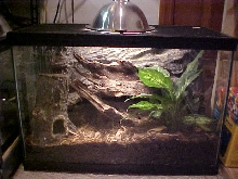 golden gecko terrarium