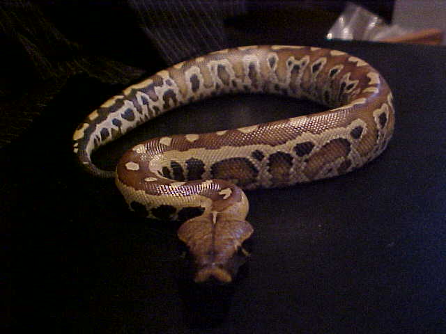 Leviathan