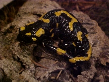 fire salamander