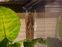 gollum, my skunk gecko