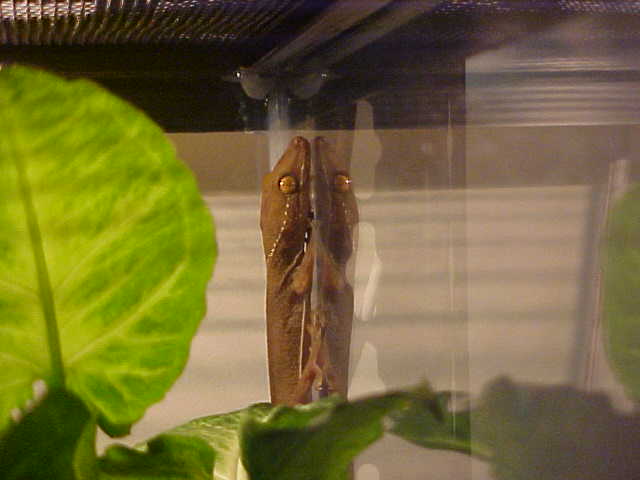 gollum, my skunk gecko