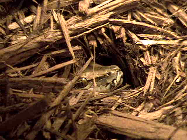Indian (95% PM molorus)