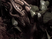 Ball Pythons...