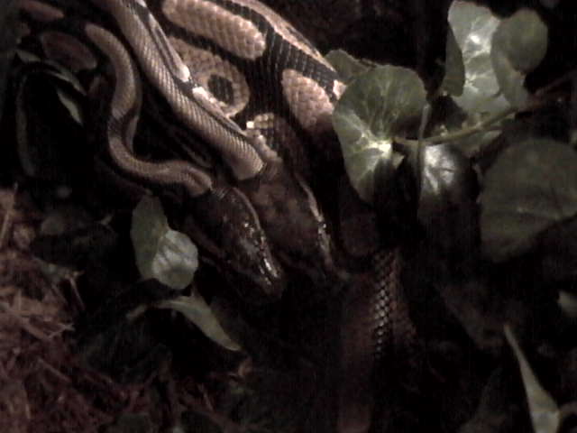 Ball Pythons...