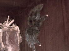 Pink toe tarantula