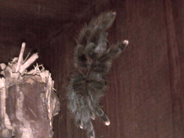 Pink toe tarantula