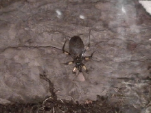 Assasin bug
