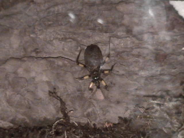 Assasin bug