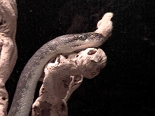 Macklottes Python