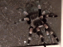 Red Knee Tarantula