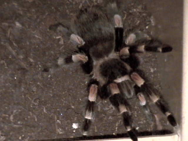 Red Knee Tarantula