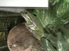 Green Tree Frog