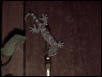 Velvet Gecko