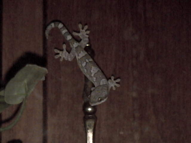 Velvet Gecko