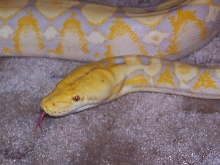 lavender retic