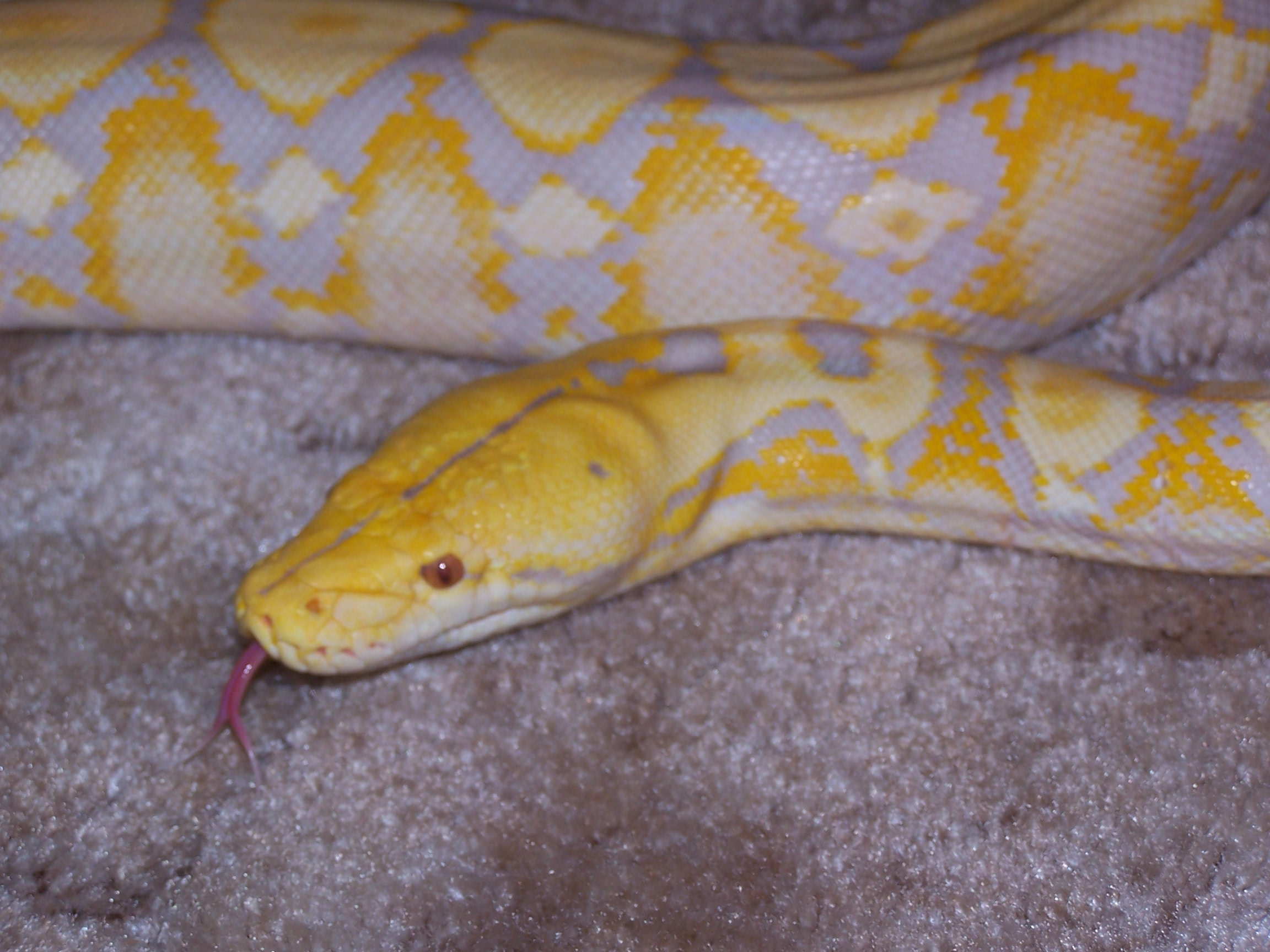 lavender retic