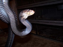 eastern indigo