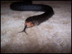 Eastern indigo