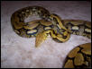 female tiger retic