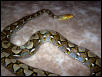 female het retic