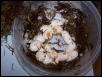 corn snake eggs