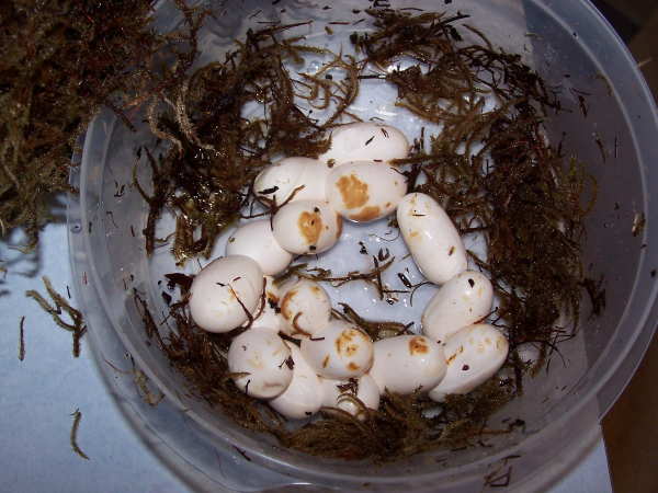 corn snake eggs