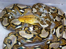 Yellowhead Retic