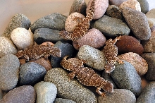 U flavifasciata aka blacks