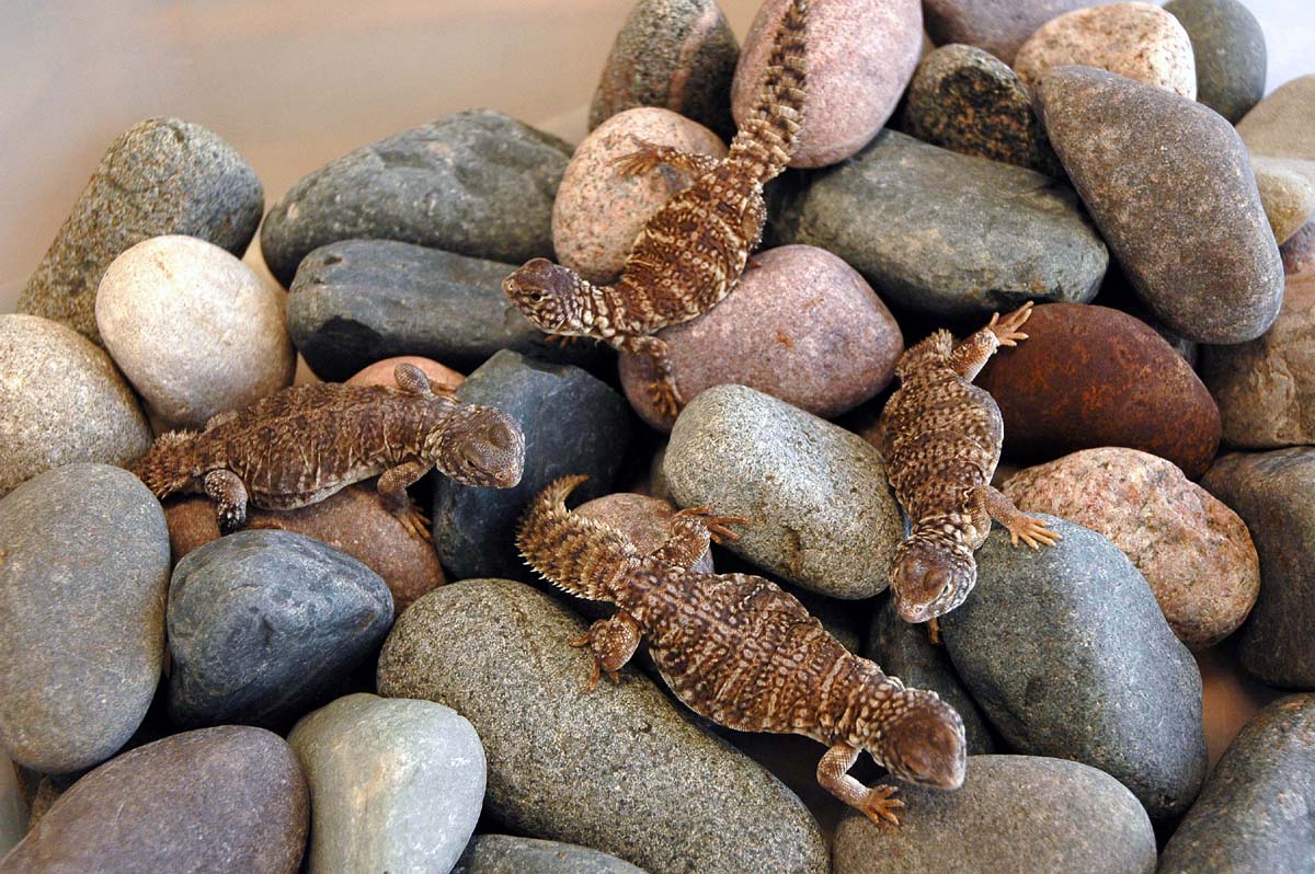 U flavifasciata aka blacks