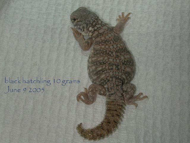black uromastyx hatchling